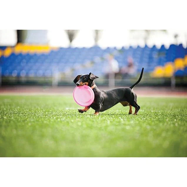 Dog Park Equipment
