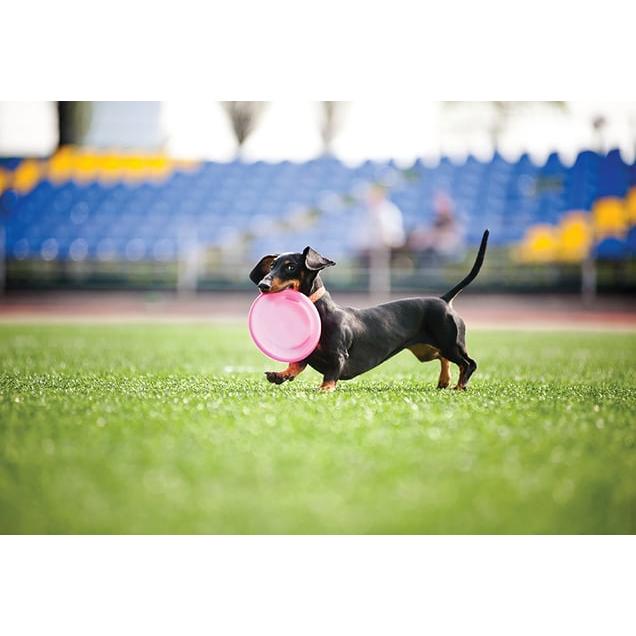 Pup Turf (Dog Park Turf)