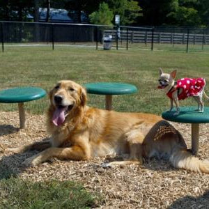 Barkpark Small Dog Advanced Course