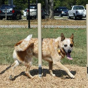 Barkpark Small and Large Dog Combination Course