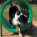 Barkpark Small and Large Dog Combination Course